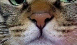 狸猫视频,揭秘萌宠日常，带你领略动物界的趣味瞬间